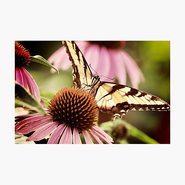 Item preview, Swallowtail designed and sold by JudiLyn.