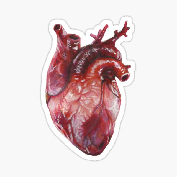 Sticker Realistic Heart Redbubble