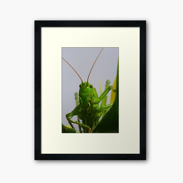 Item preview, Grasshopper designed and sold by Régis Charpentier.