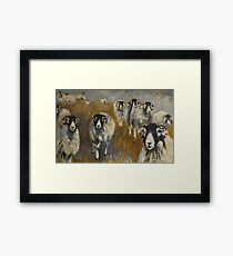 Stomping Swaledales Framed Print