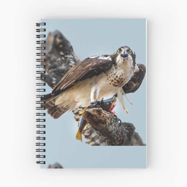 Item preview, Osprey Catching Fish designed and sold by Amy Louhela.