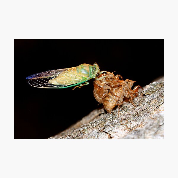 Item preview, Cicada One designed and sold by Tim Wright.