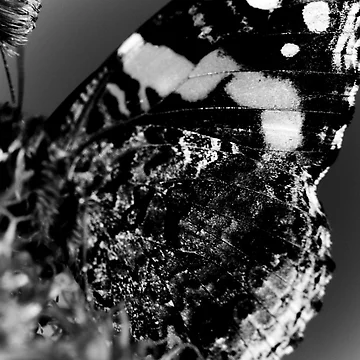 Artwork thumbnail, Patterns by Annie Muell