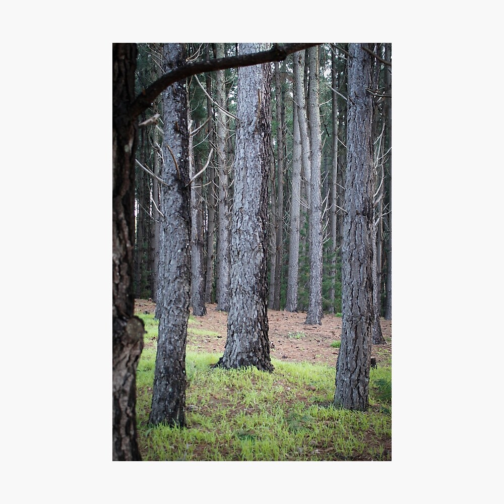 "Lacey Road, Bugle Ranges, South Australia" Photographic Print by
