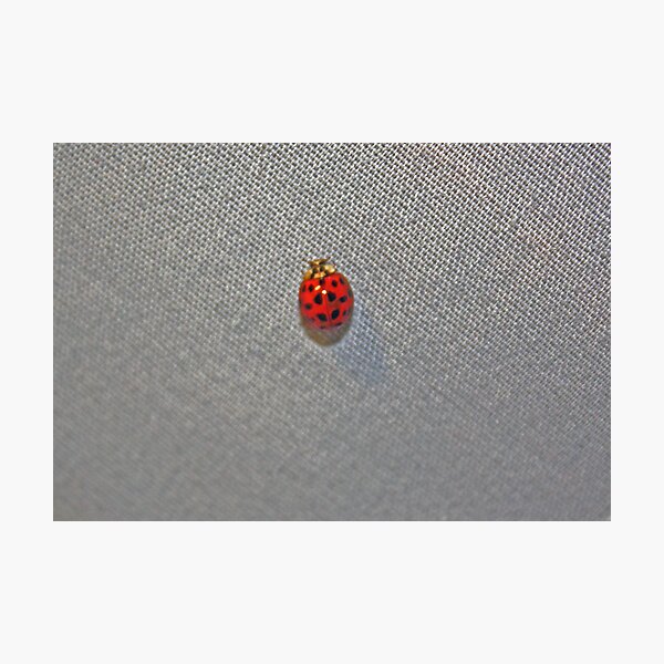 Item preview, Black Spotted Lady designed and sold by FoodMaster.