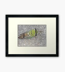 Cicada Praying Framed Print