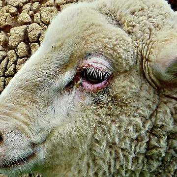 Artwork thumbnail, Sheepish by Rinaldo Di Battista
