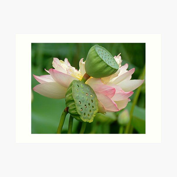 Pods Art Print