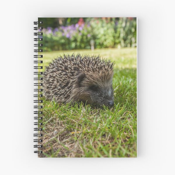 Item preview, Little Hedgehog designed and sold by chirs1990.