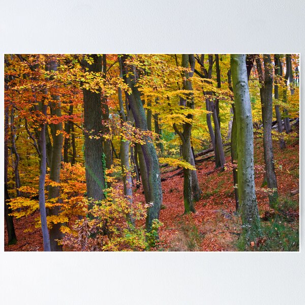 Item preview, Forest designed and sold by GOSIA GRZYBEK.