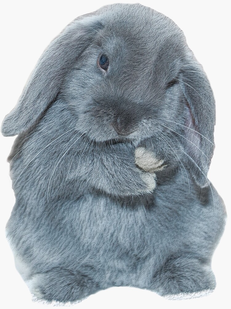 "A Grey Mini Lop Bunny Rabbit Art" Sticker for Sale by CarnageC Redbubble