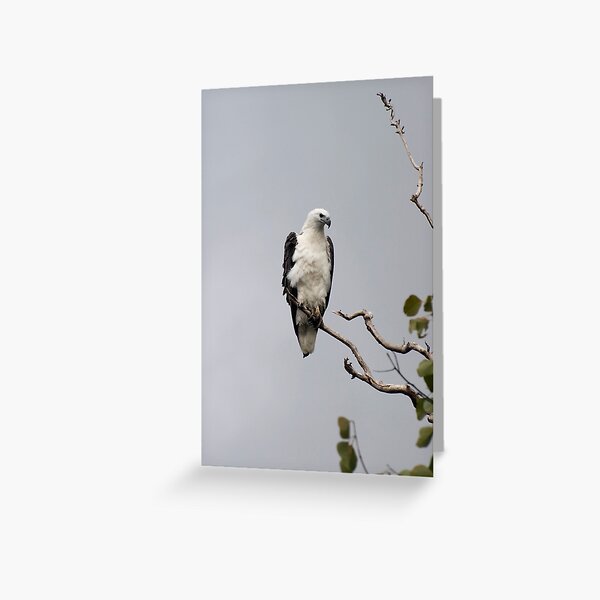 White bellied sea eagle Greeting Card
