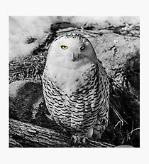 Snowy owl with stunning eyes Photographic Print