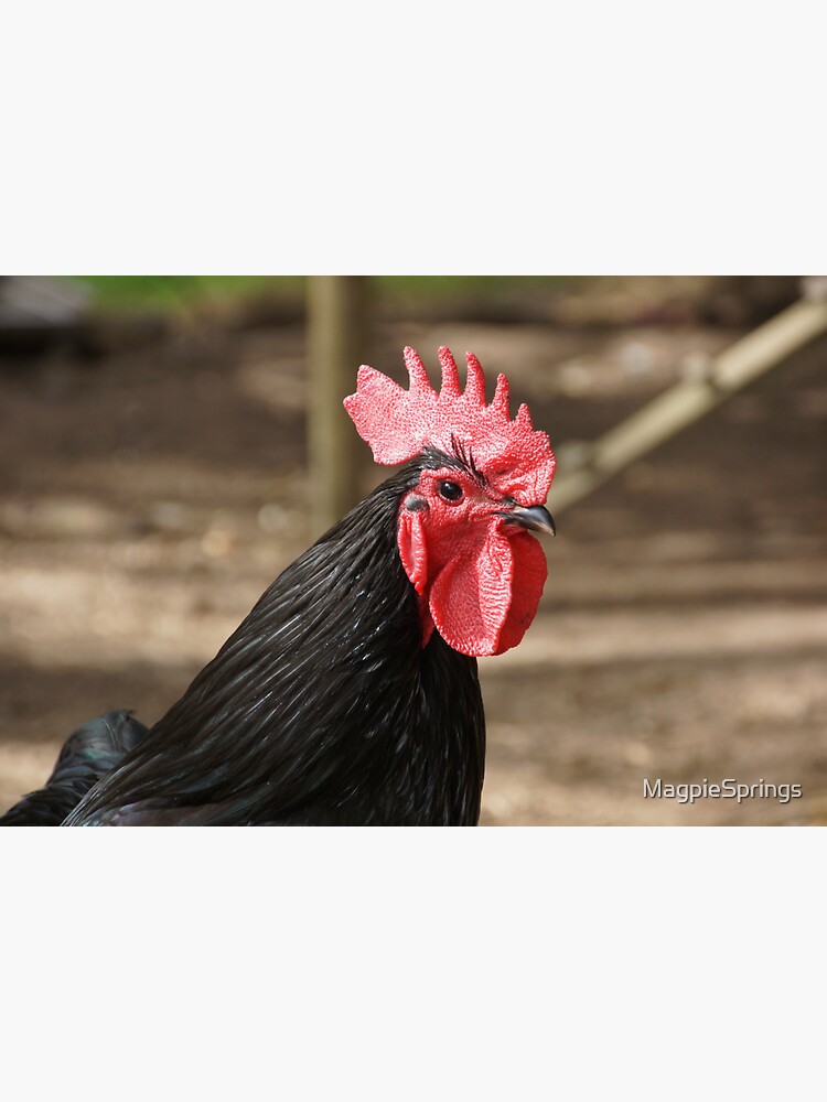 Thumbnail 3 of 3, Sticker, Rooster - Magpie Springs - Adelaide Hills - by South Australian artist Avril Thomas designed and sold by MagpieSprings.