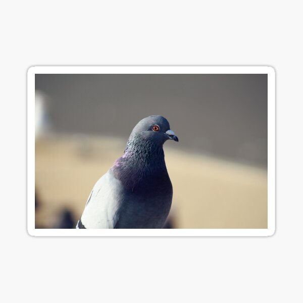 Pigeon Portrait Sticker