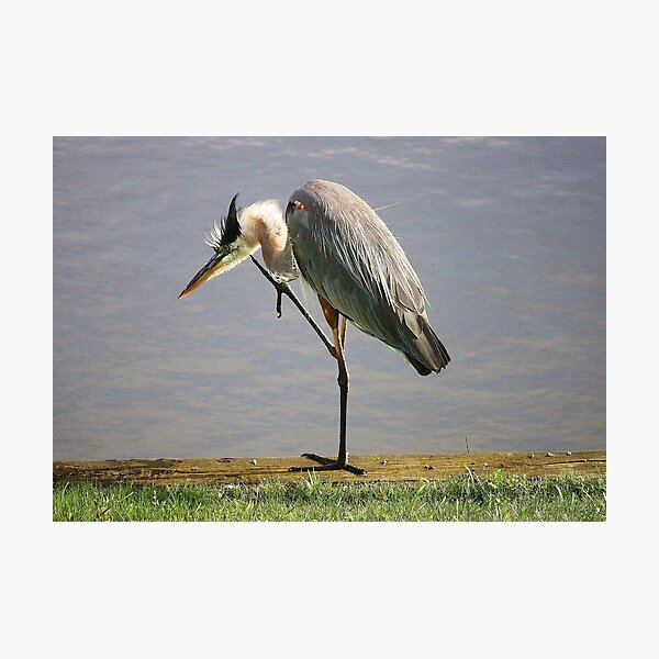 Item preview, Great Blue Heron designed and sold by Paulette1021.