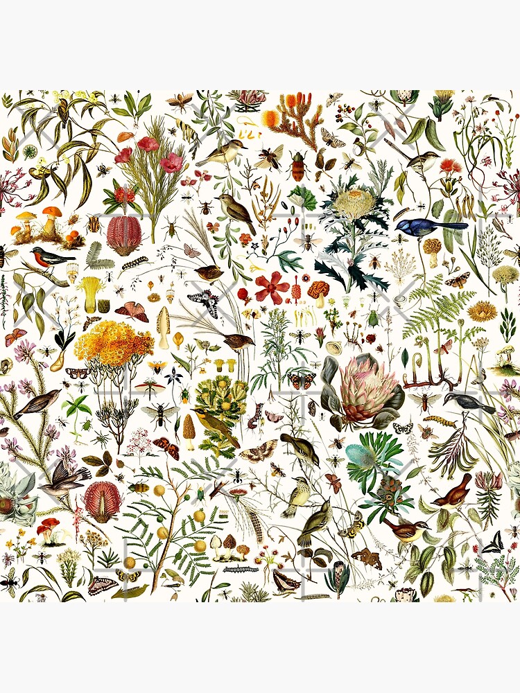 Thumbnail 7 of 7, Framed Art Print, Biology Australia. designed and sold by Leo Rolph.