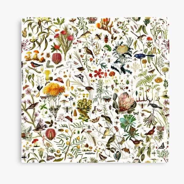 Item preview, Biology Australia. designed and sold by Leo Rolph.