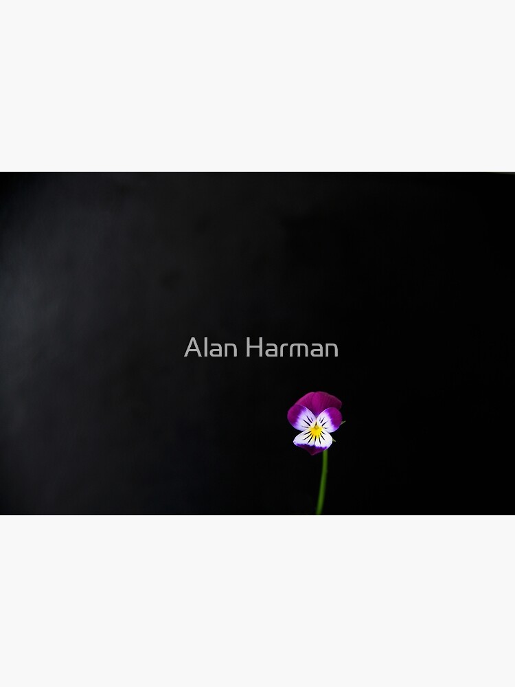 Violet Flower by AlanHarman