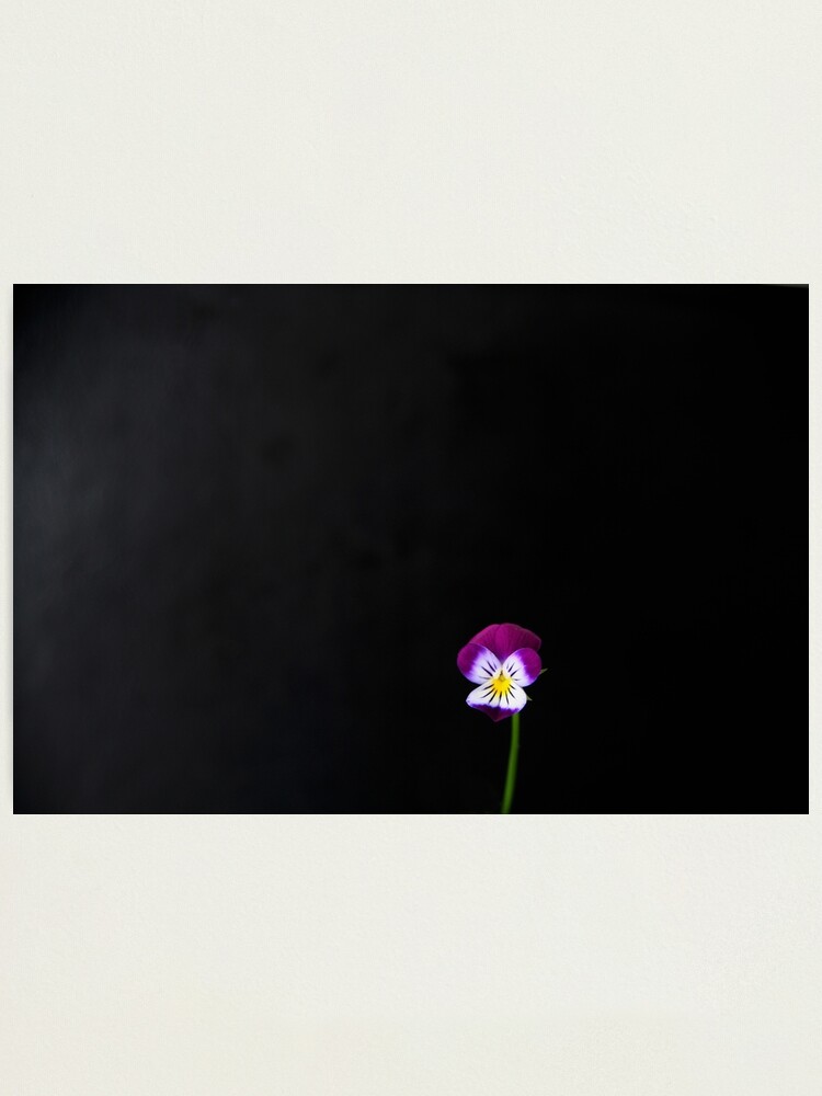 Alternate view of Violet Flower Photographic Print
