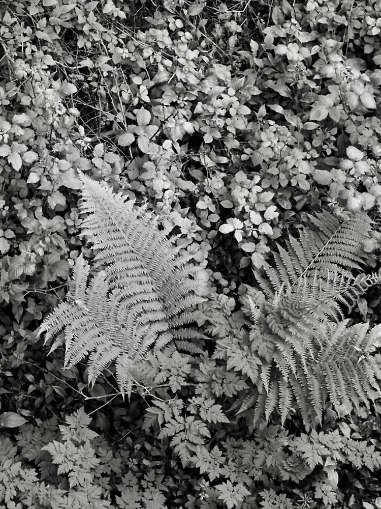 Thumbnail 4 of 4, Samsung Galaxy Phone Case, Fern designed and sold by Rafael López.