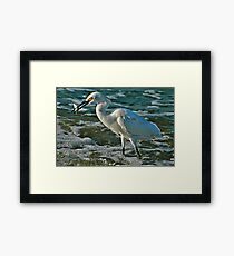 Egret and Fish Framed Print