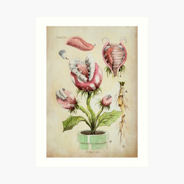 Piranha Plant Botanical Illustration Art Print