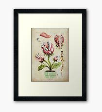 Botanische Illustration der Piranha-Anlage Gerahmtes Wandbild