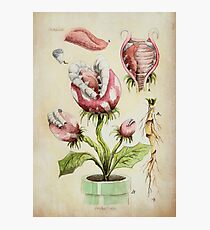 Lámina fotográfica Ilustración botánica de la planta de Piranha