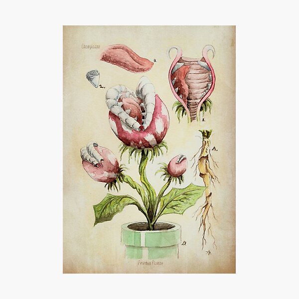 Piranha Plant Botanical Illustration Photographic Print