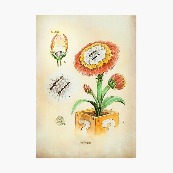 Fire Flower Botanical Illustration Photographic Print