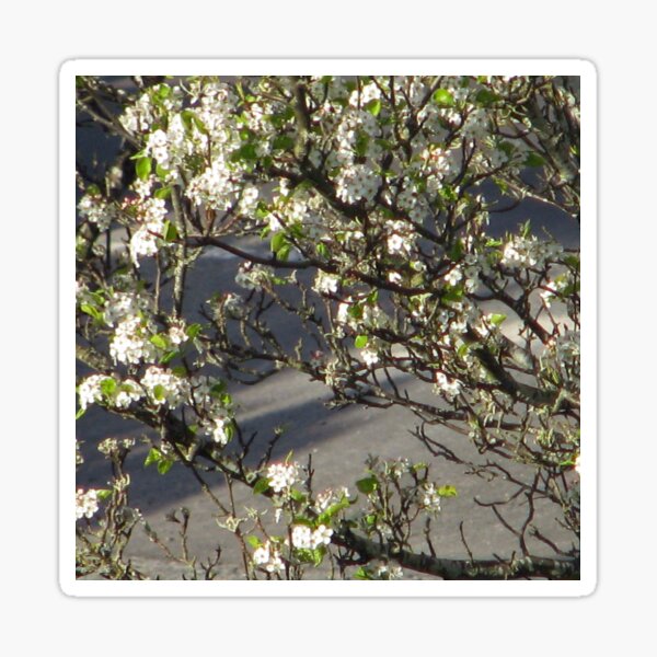 White Tree Blossoms Sticker
