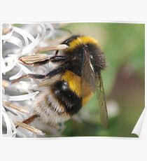 Bumble bee Poster