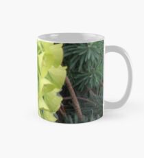 Euphorbia. Tasse (Standard)