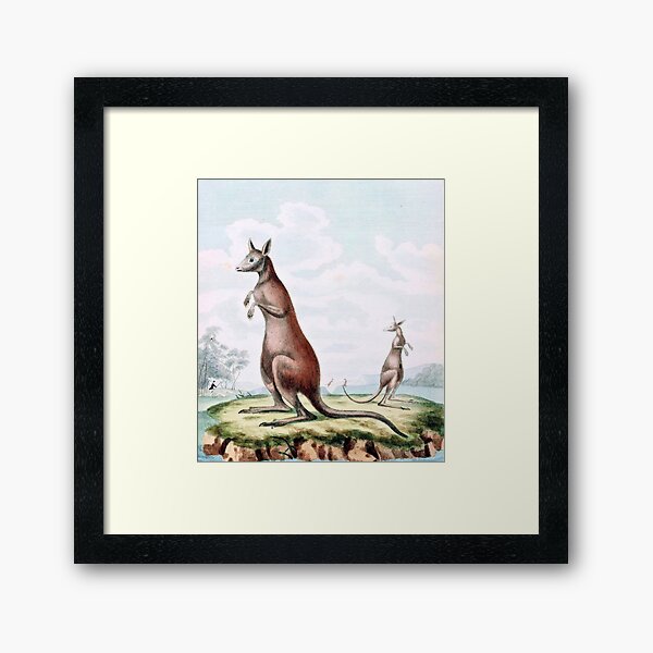 Item preview, Kangaroos Vintage Drawing designed and sold by goldenmenagerie.