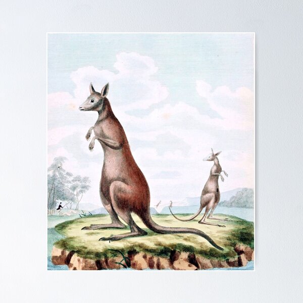 Item preview, Kangaroos Vintage Drawing designed and sold by goldenmenagerie.