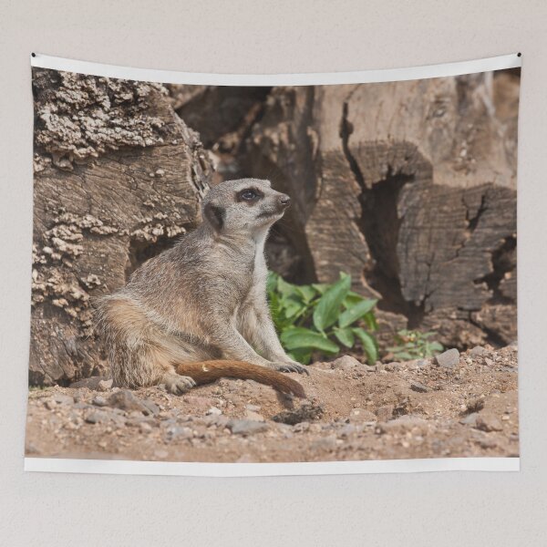 Item preview, Dreamy Meerkat designed and sold by Terri Waters Photography & Design.