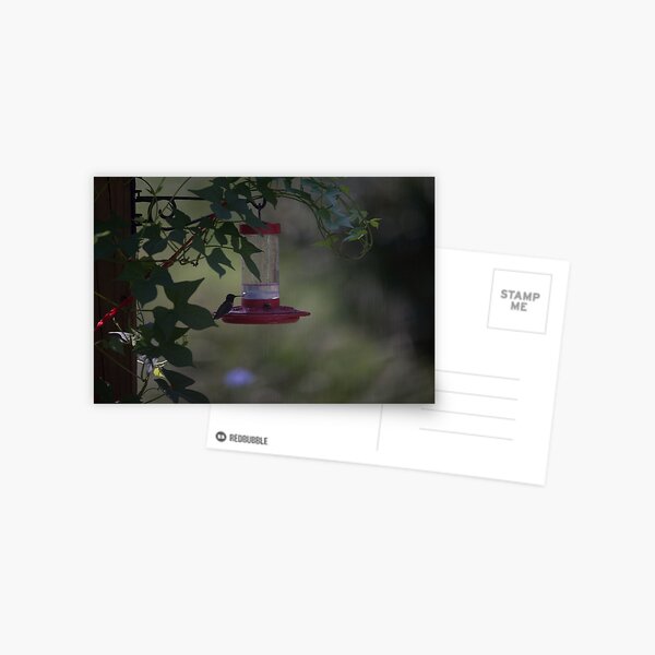 Hummer Silhouette Postcard