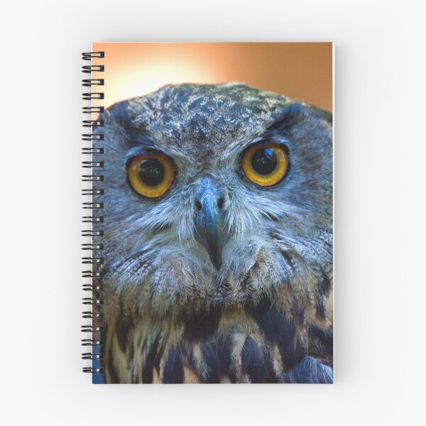 Artikelvorschau, Eurasischer Adler. Bufo-Real. Bubo Bubo. Tapada de Mafra. Portugal entworfen und verkauft von Tereza Pilar Art.