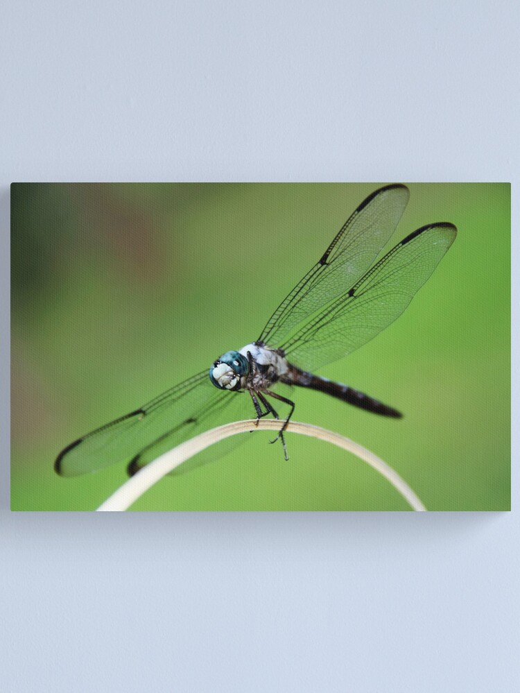 Thumbnail 1 of 3, Canvas Print, Dragonfly Smile designed and sold by idnurse41.
