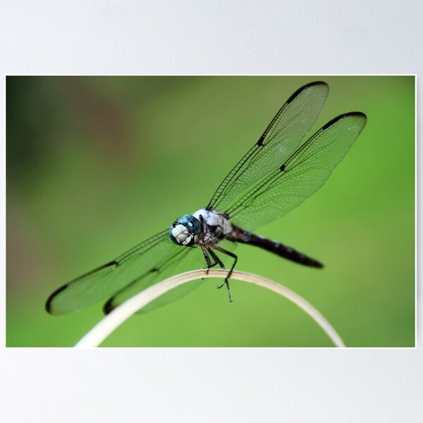 Dragonfly Smile Poster