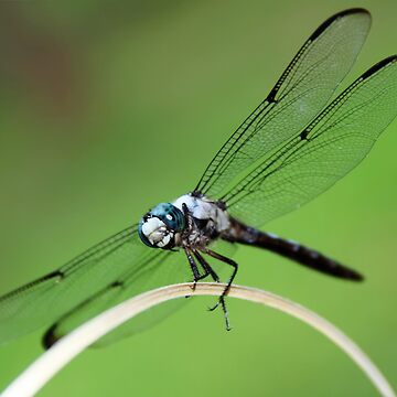 Artwork thumbnail, Dragonfly Smile by Pamela Bates