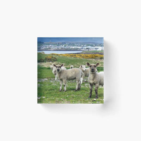 Item preview, Spring in Stornoway  designed and sold by jmnicolson.