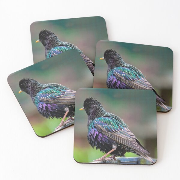Aperçu de l'œuvre Darling Starling créée et vendue par Terri Waters Photography & Design.
