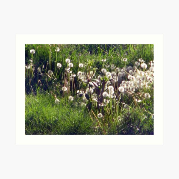 Field of Dandelion Seed Heads Art Print