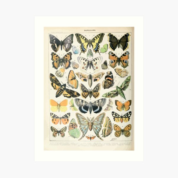 Adolphe Millot papillons A Lámina artística