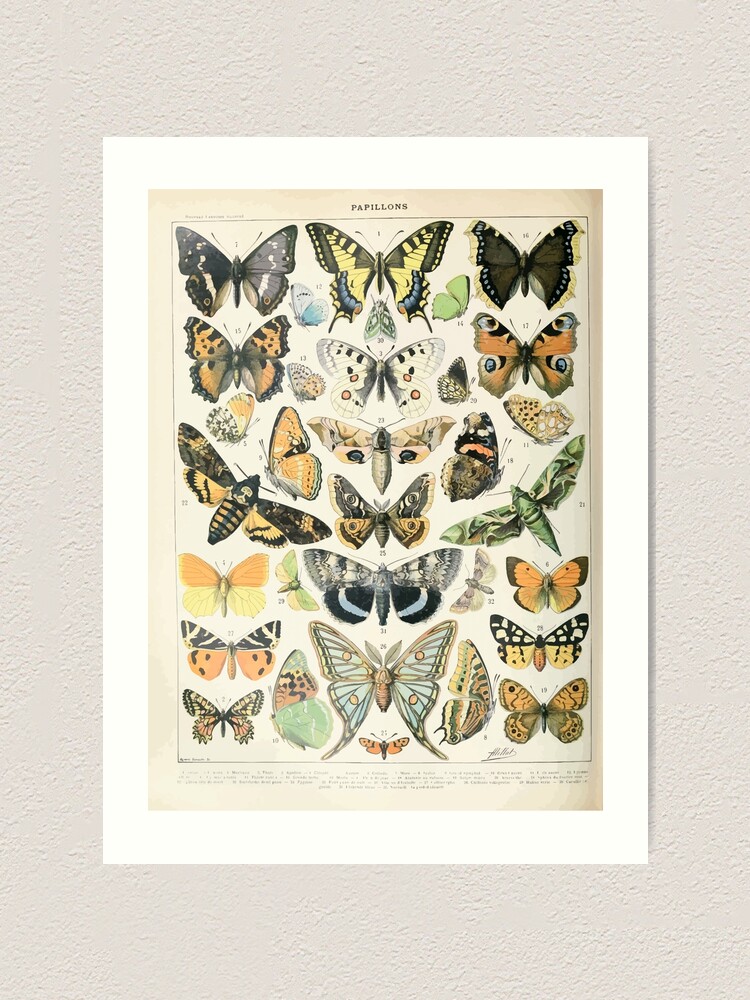 Alternate view of Adolphe Millot papillons A Art Print