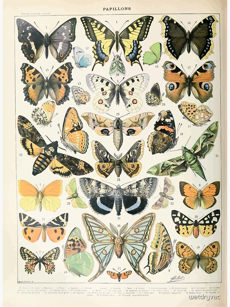 Adolphe Millot papillons A by wetdryvac