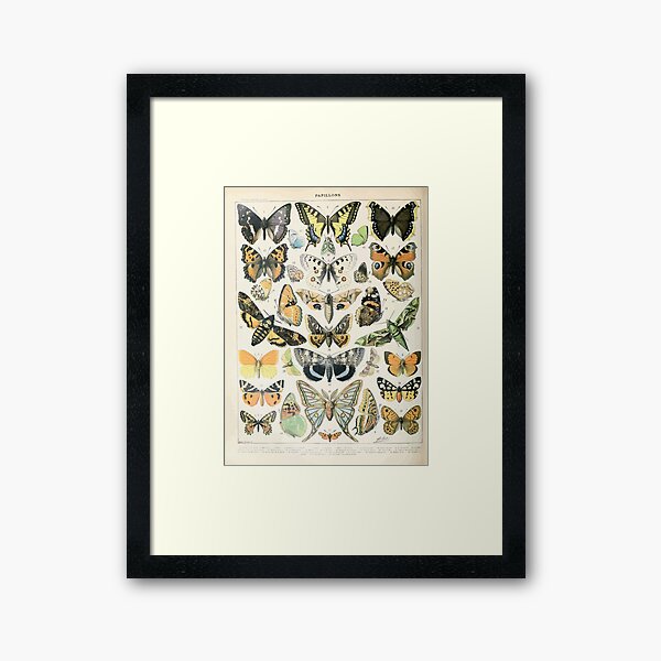 Item preview, Adolphe Millot papillons A designed and sold by wetdryvac.