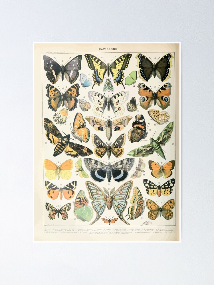 Alternate view of Adolphe Millot papillons A Poster
